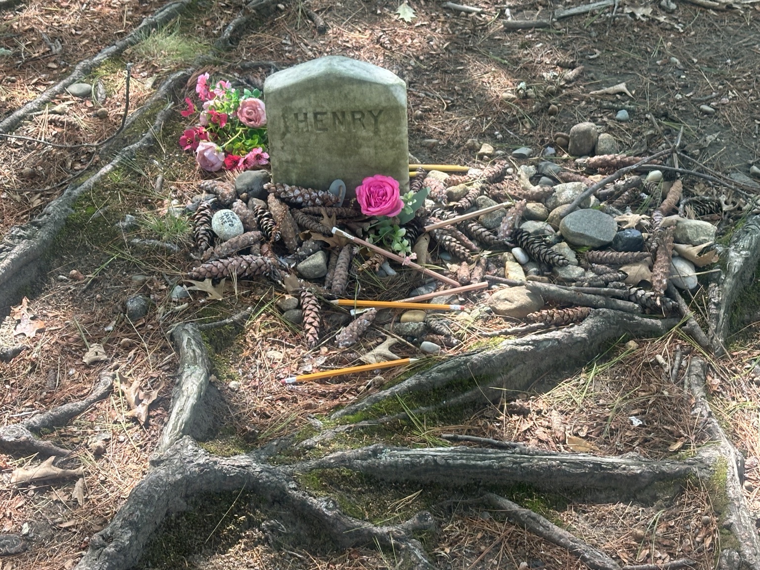 Thoreau’s small marker engraved Henry, surrounded by pink flowers, pencils, pinecones, pebbles and exposed tree roots.