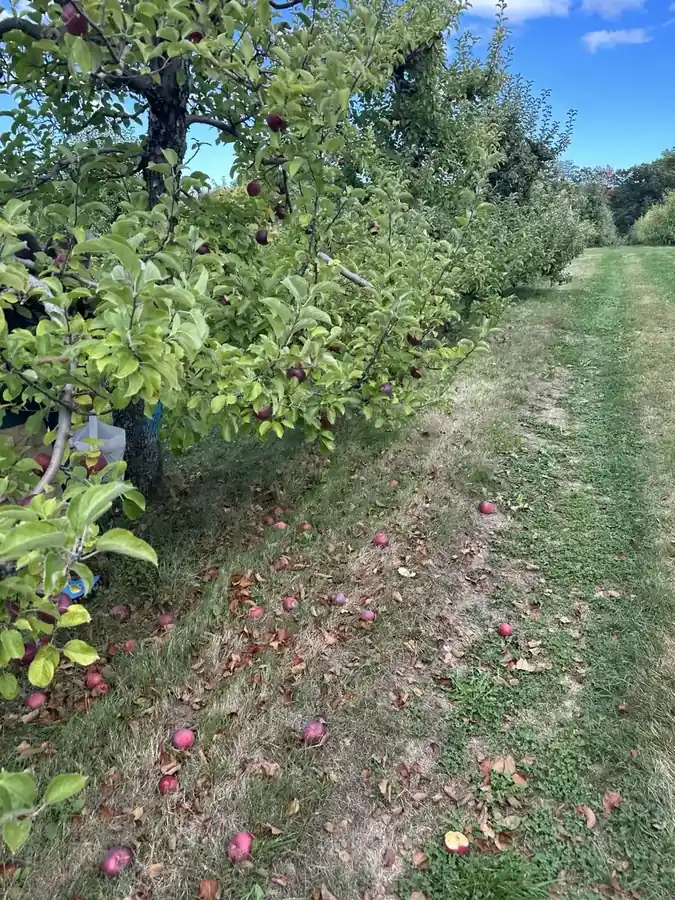 An orchard lane with apples on the trees and fallen fruit on the grass.