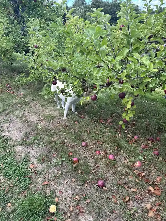 Ruby standing beneath the apple trees at Doe Orchards.