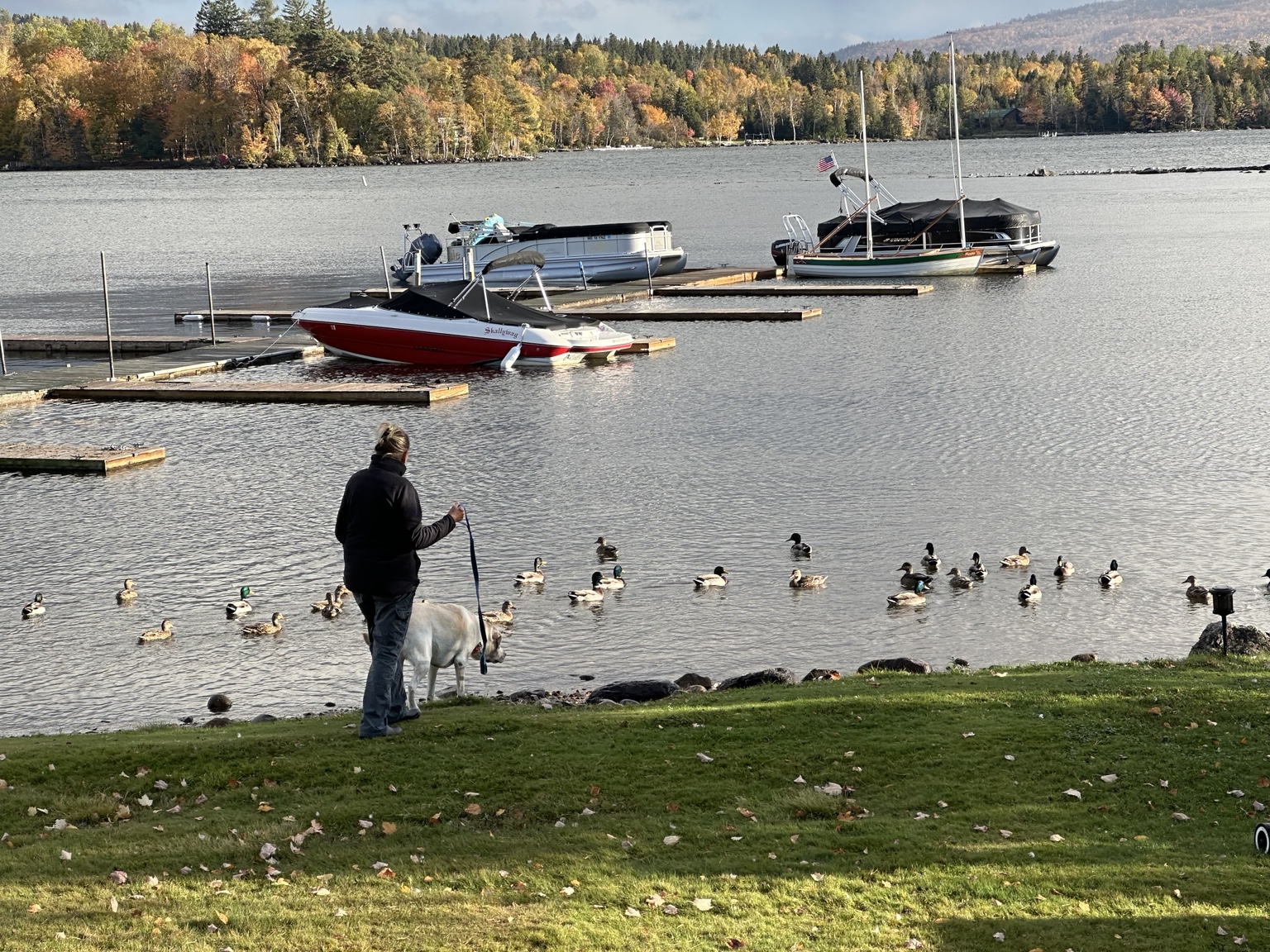 A family member and a light-colored dog on a lead pause on a grassy shoreline, with ducks, moored boats and autumn trees beyond.